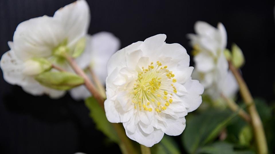 Christrosen schöne Blüten im Winter MDR.DE