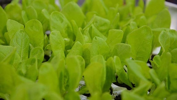 Junge Salatpflanzen