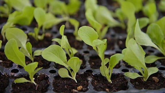 Junge Salatpflanzen