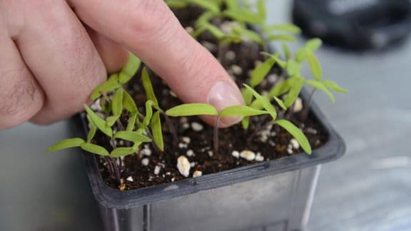 kleine Tomatenpflanze