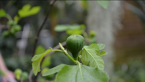 Baum Und Garten Henke