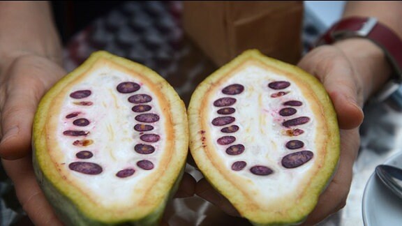 Hände halten Kakaofrucht die in zwei Hälften geschnitten ist