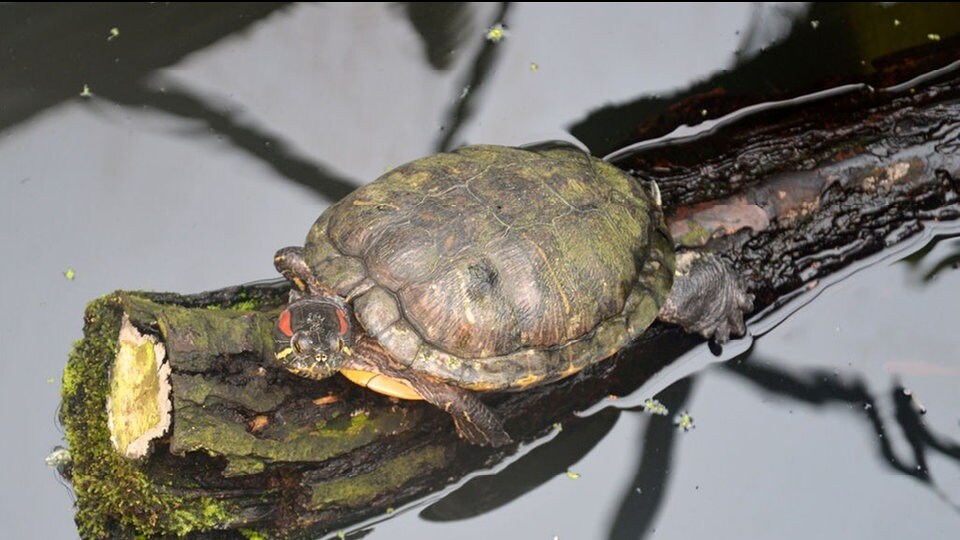 Ratgeber Teichhaltung Von Wasserschildkroten Mdr De