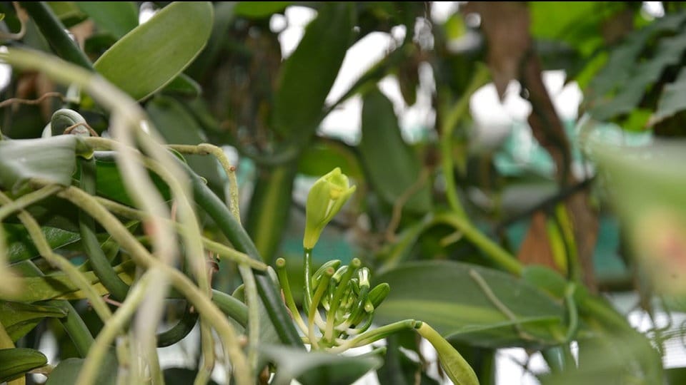 Vanille anbauen, zur Blüte bringen und bestäuben | MDR.DE