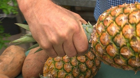 Hand hält den Schopf der Ananas