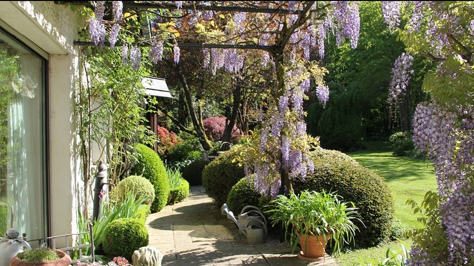 Kletterpflanzen im Garten Standort, Pflege und Arten MDR.DE