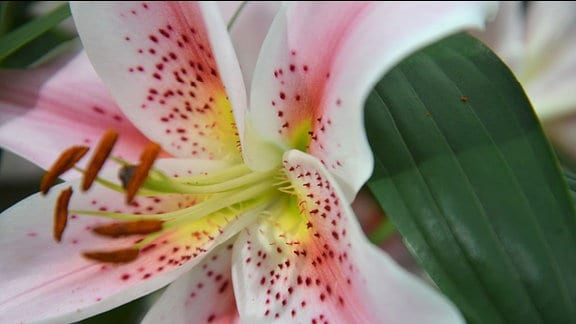 Weiße große Lilienblüte mit rosaroten Streifen im Blütenblatt. Auf den Blütenblättern haben sich kleine dunkelrote Erhebungen gebildet, die wie Bartstoppeln aussehen.