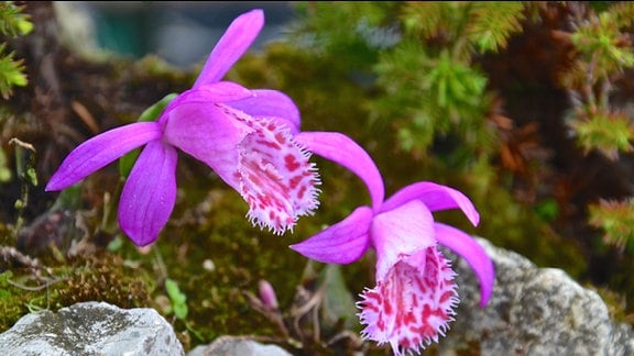 Lila Blüte der Tibetorchidee