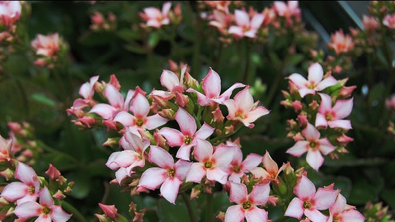 Zahlreiche hellrosa gefärbte Blüten einer kleinen Zierpflanze mit je vier Blütenblättern