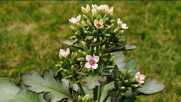 Auf einer Rasenfläche steht eine Zierpflanze mit fleischigen Blättern, zahlreichen Knospen sowie zweifarbigen Blüten mit je vier Blütenblättern