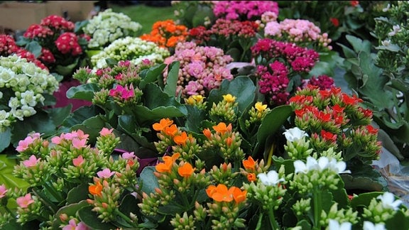 Mehrere Zier-Topfpflanzen, die in verschiedenen Farben blühen, stehen nebeneinander