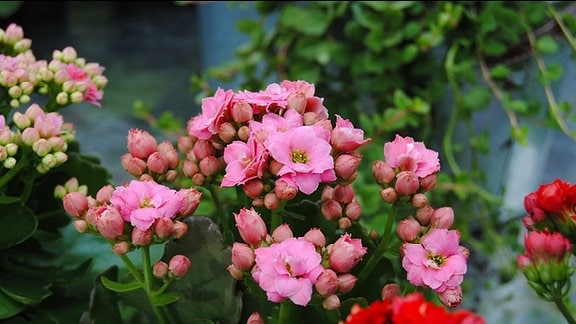 Gefüllte, rosa Blüten einer Zierpflanze