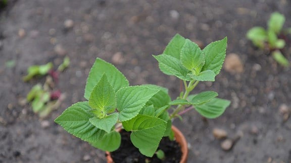 Ananassalbei, kleine Pflanze