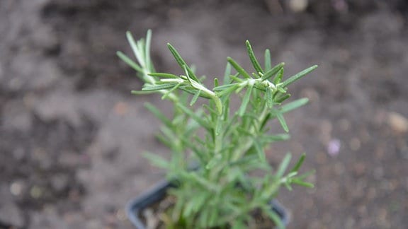 Rosmarin-Pflanze
