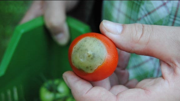 Eine Hand hält eine rote Tomate, die an der Unterseite eine kreisrunde, grün-graue Fäulnisstelle hat