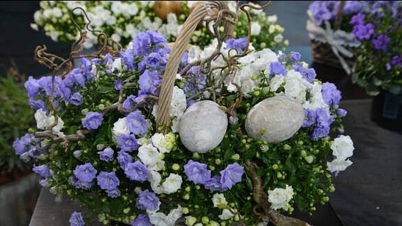 weiße und lila Blüten der Glockenblumen in einem Topf