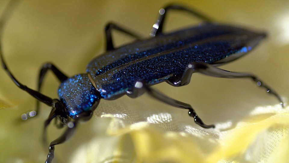 Insekten aus Glas Handwerkskunst aus Lauscha im Thüringer Wald MDR.DE