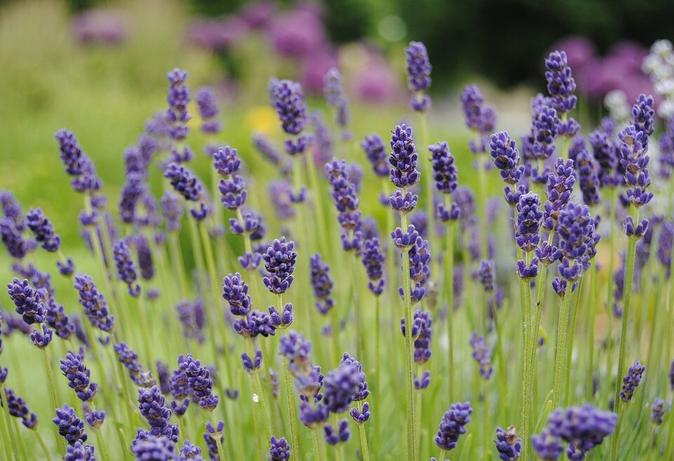 Robuste LavendelSorten für Balkon und Garten MDR.DE