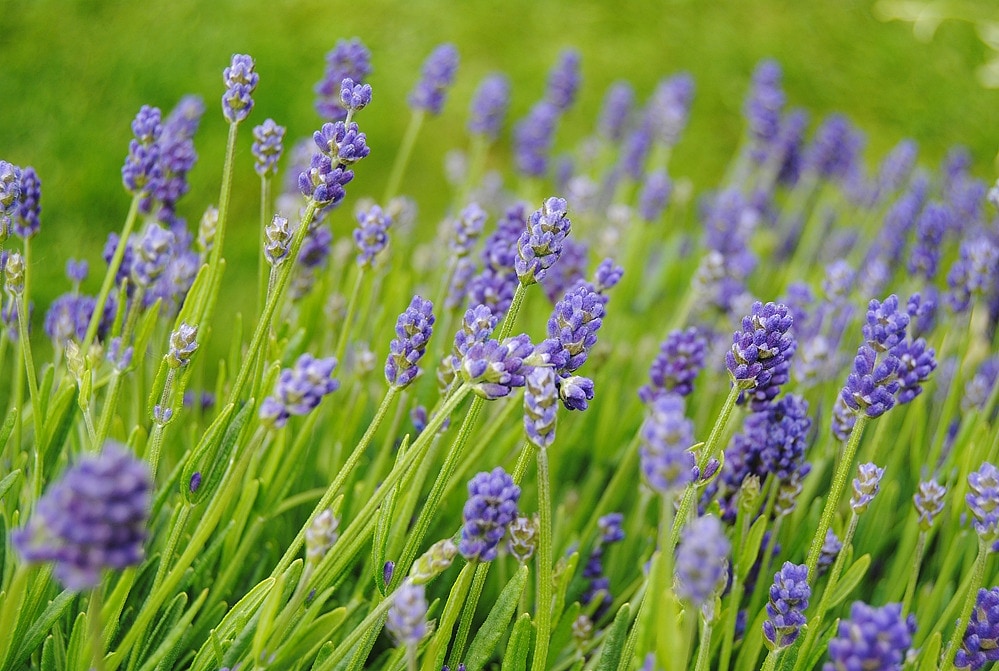 Robuste Lavendel-Sorten für Balkon und Garten | MDR.DE