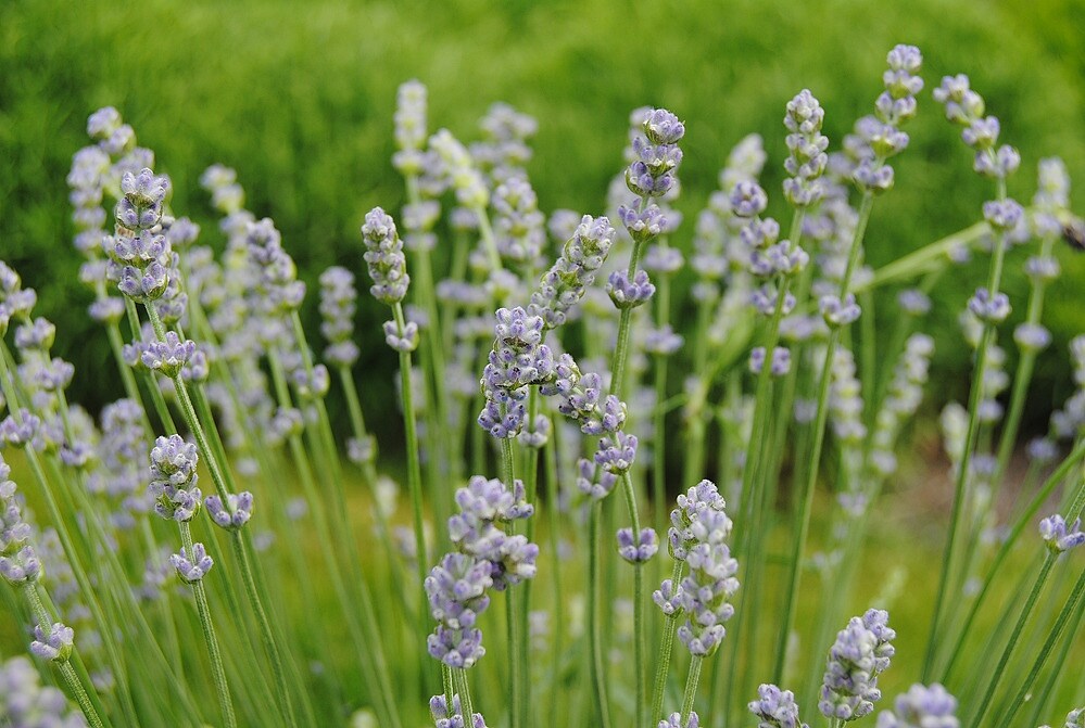 Robuste LavendelSorten für Balkon und Garten MDR.DE