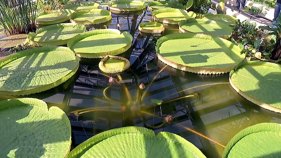 Tropischer Gigant Wie die VictoriaSeerose nach Deutschland kam MDR.DE