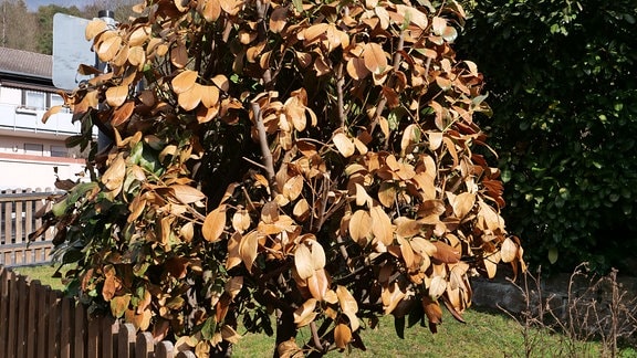 Kirschlorbeer mit vielen braunen Blättern.  