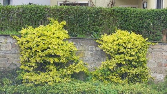 Gelb blühender Strauch an einer Mauer 