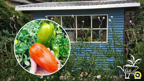Tomaten: Anbau im Kleingarten