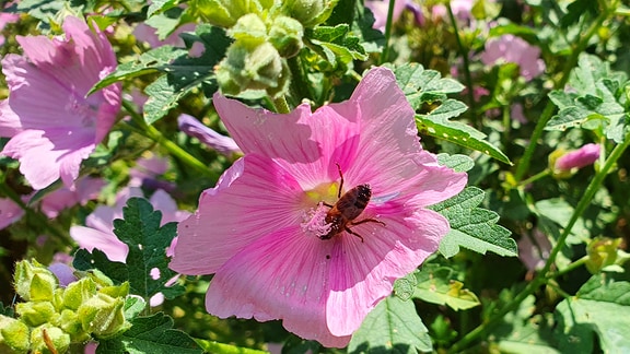 rosarote malvenblüte mit Biene  