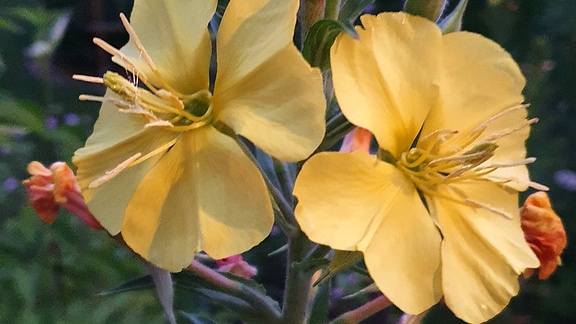 gelbe Blüten der Nachtkerze
