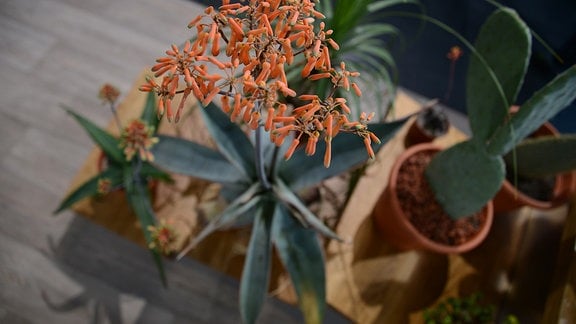 Orangefarbene Blüten der Aloe striata auf langen Stielen. 