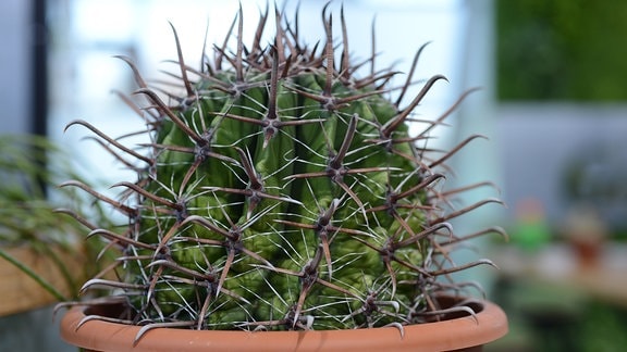 Kaktus Ferocactus horridus mit kräftigen Dornen und Widerhaken. 