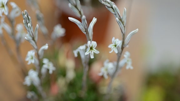 Lavendelähnliche, weiße Blüten einer Haworthia monticola. 