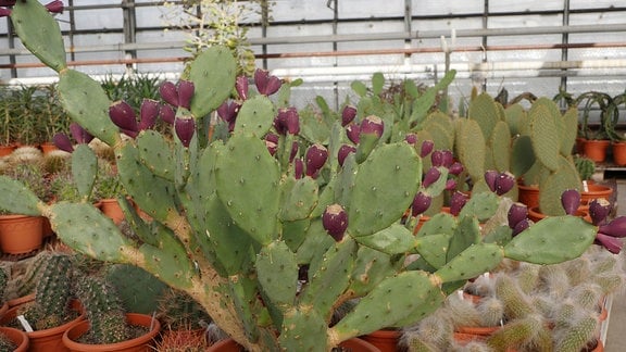 Viele Kaktusfeigen wachsen an einem Ohrenkaktus.  