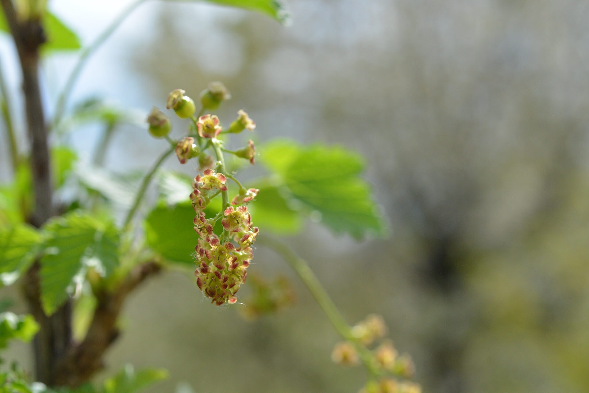 Johannisbeeren am Spalier ziehen MDR.DE