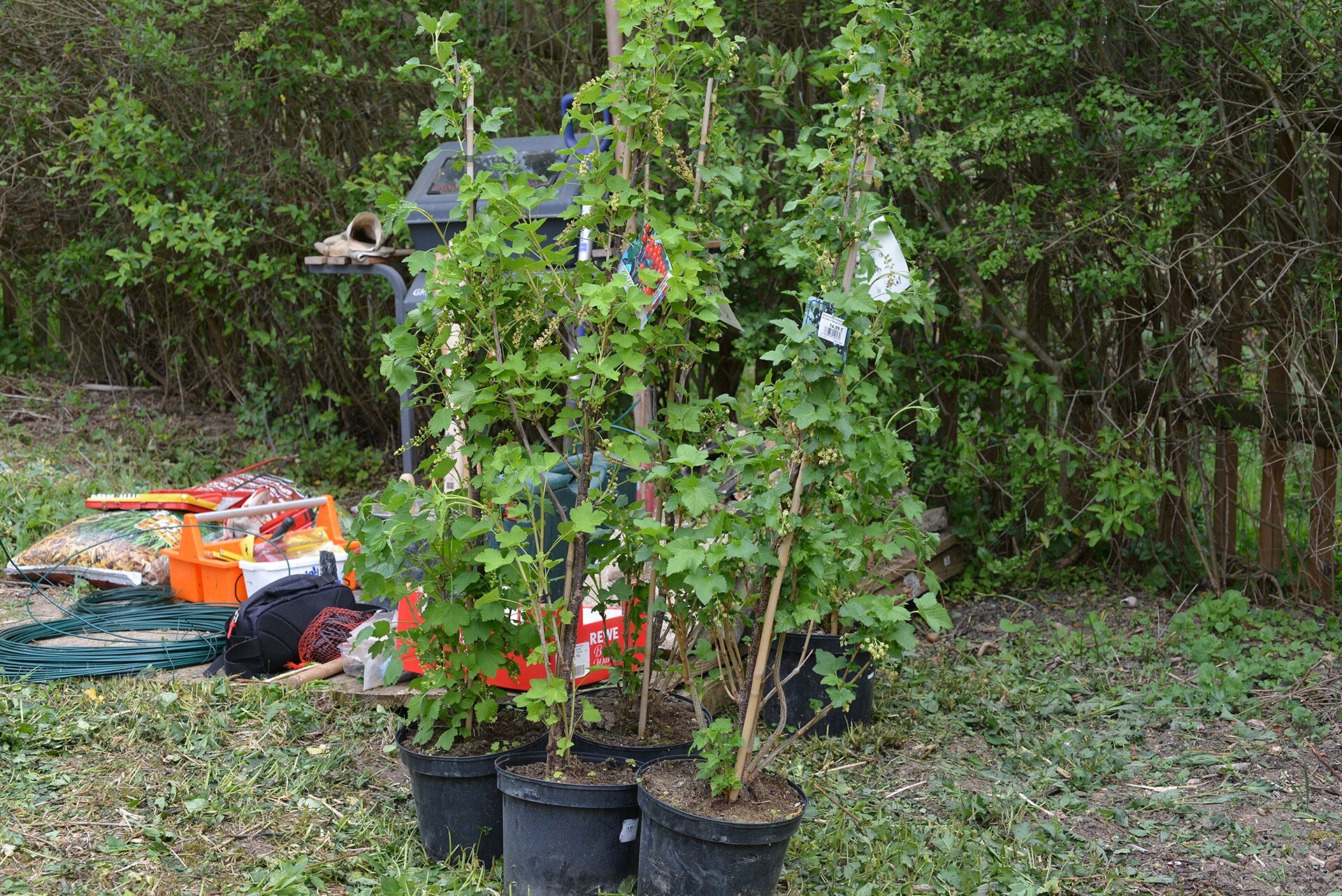 Johannisbeeren am Spalier ziehen MDR.DE
