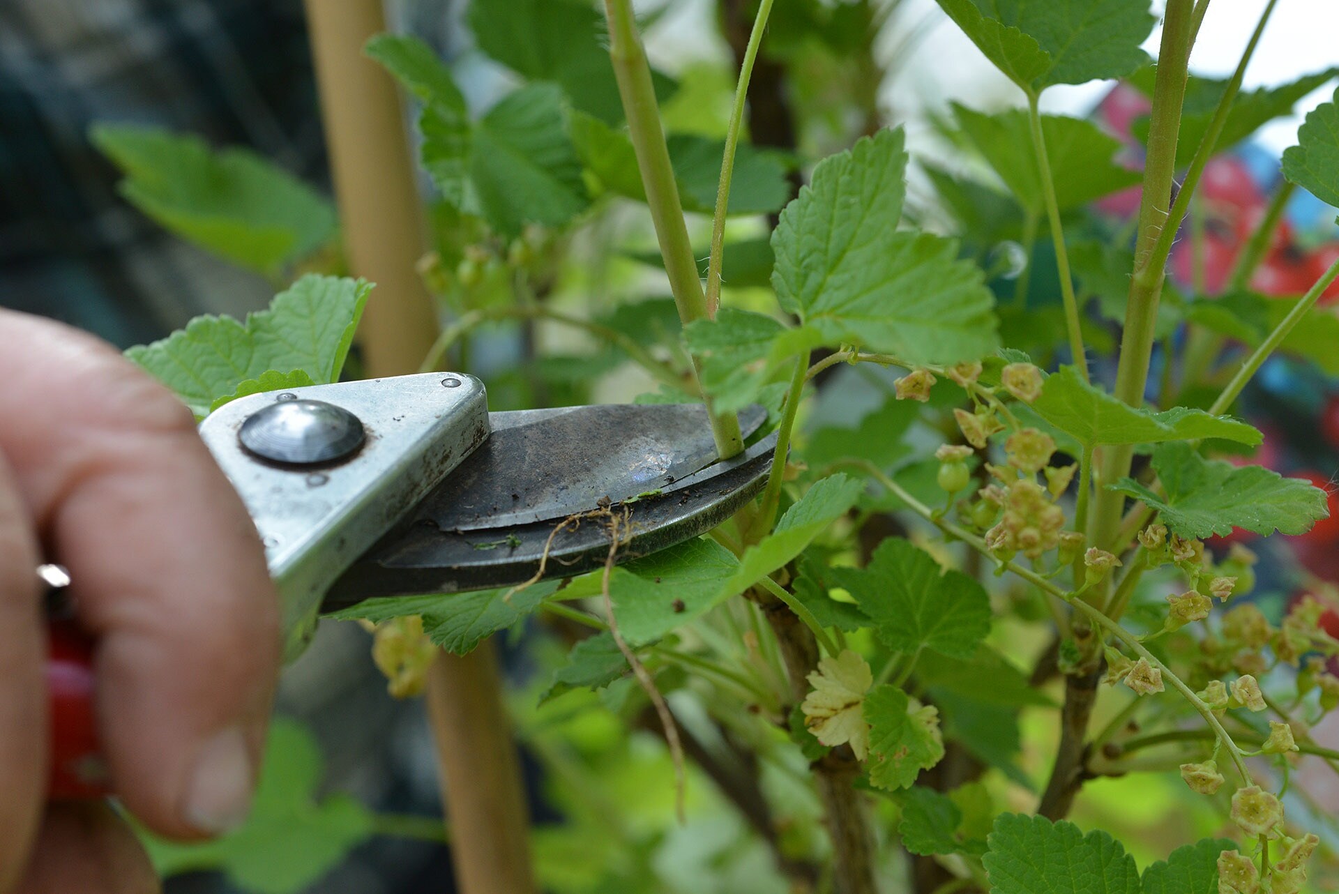 Johannisbeeren am Spalier ziehen MDR.DE