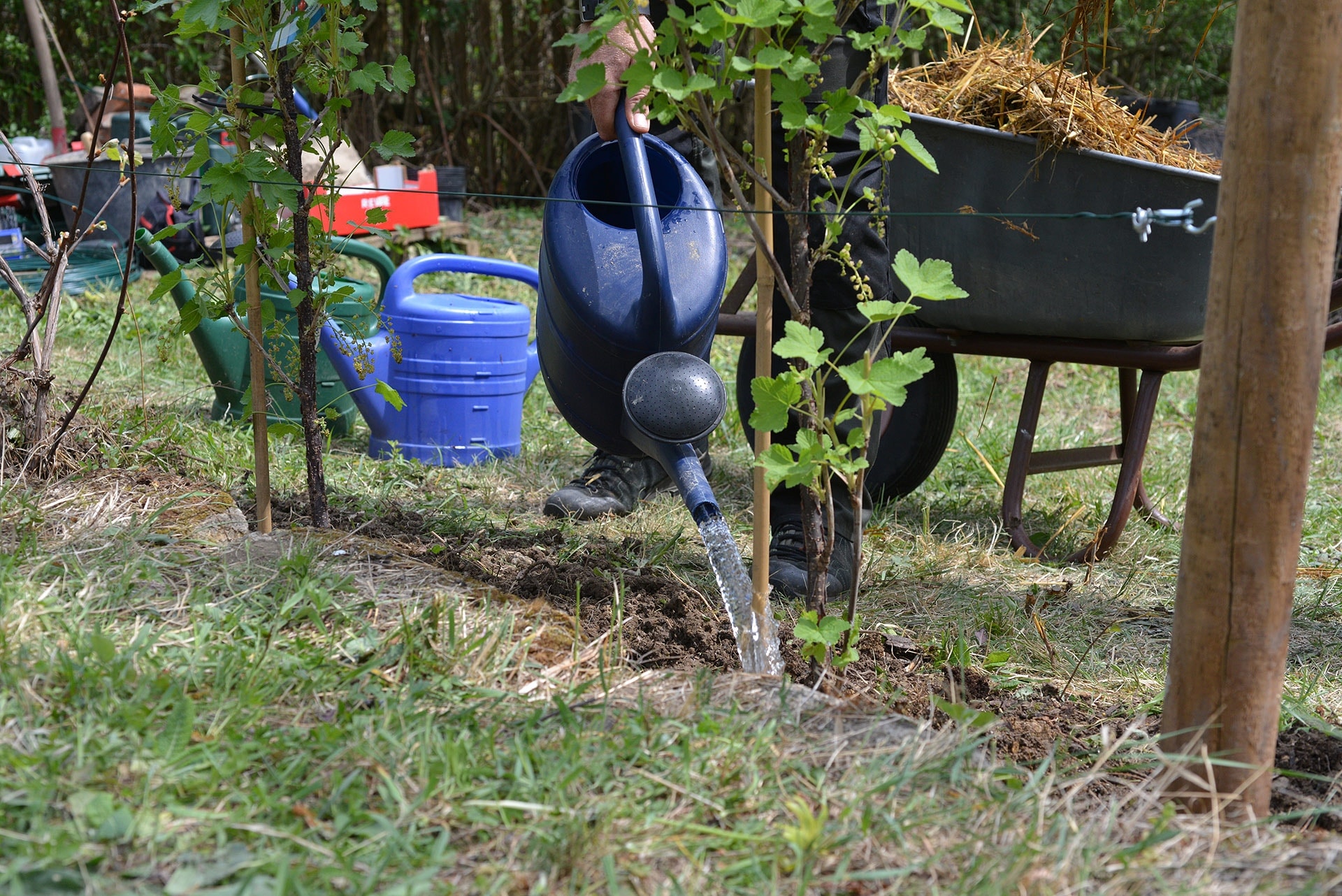 Johannisbeeren am Spalier ziehen MDR.DE