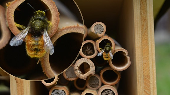 Bienenhotel zur Beobachtung von Bienen Bienenhaus für Biene oder Insektenhotel 