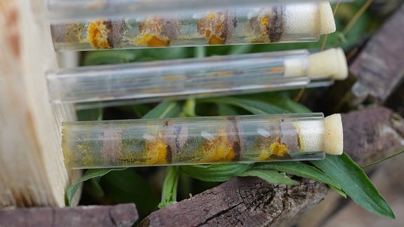 In Glasröhrchen liegen in verschiedenen Kammern Bieneneier