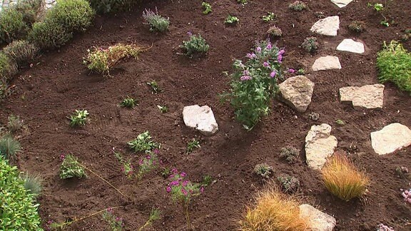 Gartenmeister bepflanztes Beet in einem Vorgarten