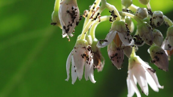 Ameisen und Blattläuse auf einer Tomatenblüte