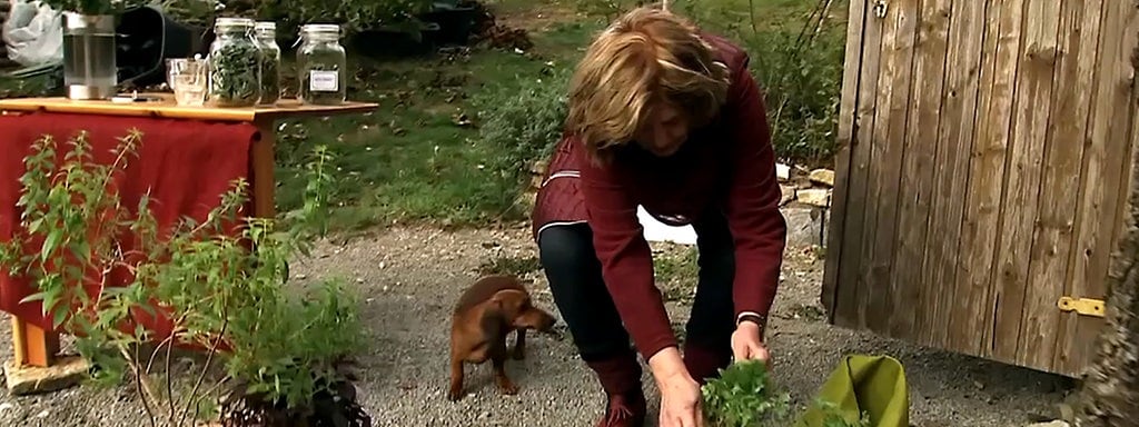 Drei Rezepte Fur Krautertee In Der Dunklen Jahreszeit Mdr De