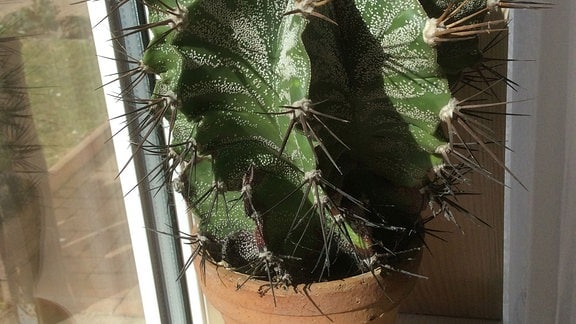 Kaktus auf einem Fensterbrett.  