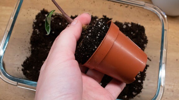 Mini-Pflanze aus ihrem zu kleinen Topf nehmen.