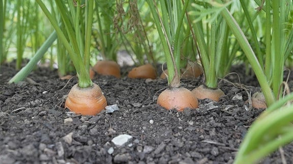 Möhren wachsen auf einem Beet 