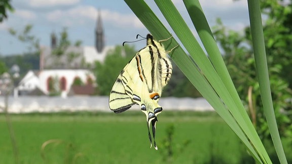 Ein Schmetterling (Segelfalter) in einem Naturgarten auf der Rheininsel Nierderwerth.