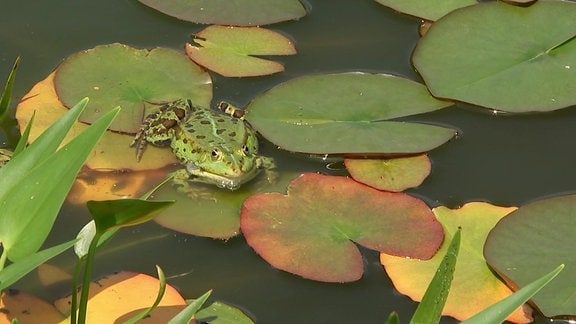 Ein Frosch in einem Teich in einem Garten in Elsterwerda