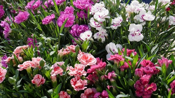 Verschiedene Blüten in lila, lila-weiß, rosa, pink zwischen ganz viel Grün.