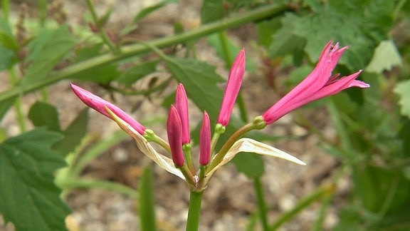 Pink blühende Blume